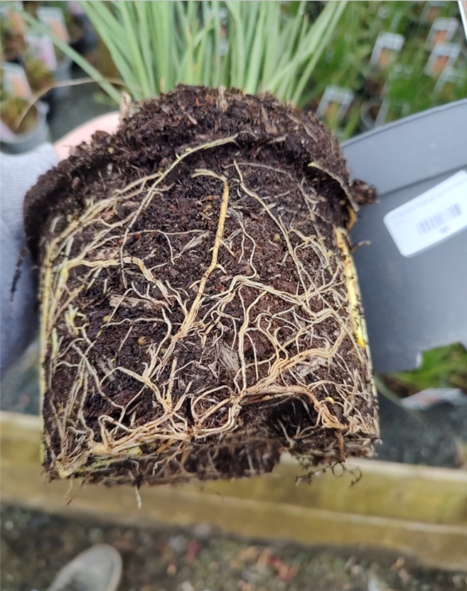 Perennial plant 2 litre roots